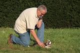 BORDER COLLIE 011